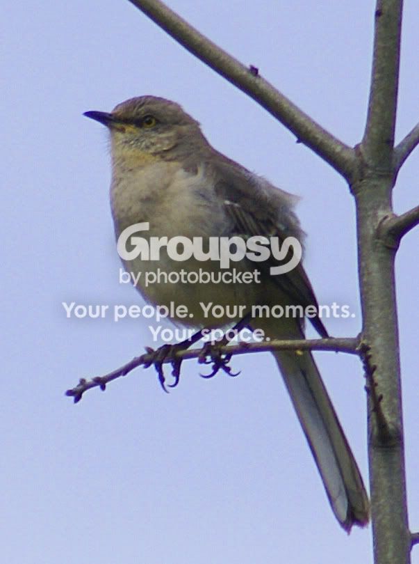 birdsandbees002.jpg