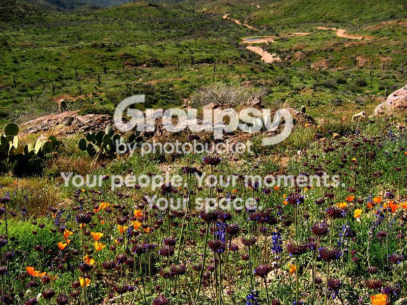 cactusflower.jpg