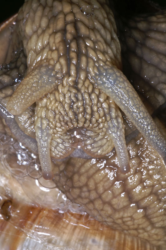 snail_05.jpg