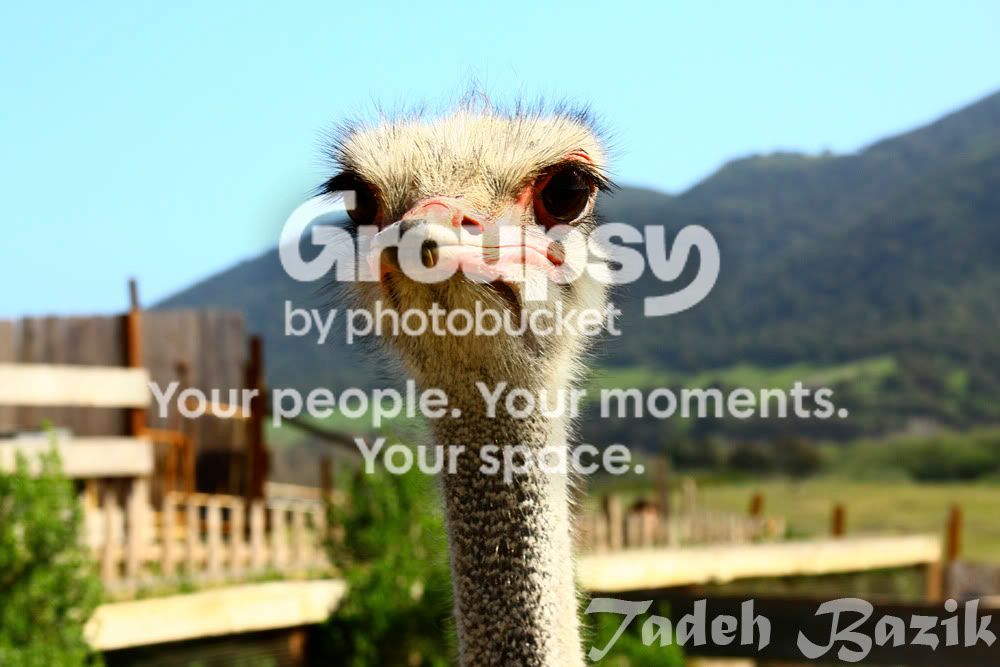 ostrich.jpg