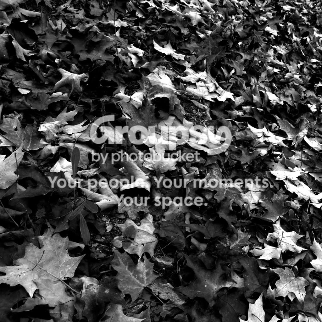 FallenLeaves.jpg