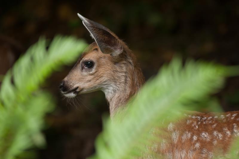 Bambi.JPG
