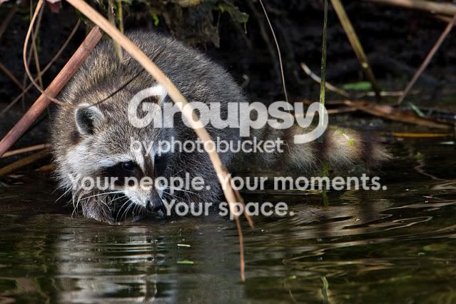 Baby-Racoon_boat-outing.jpg