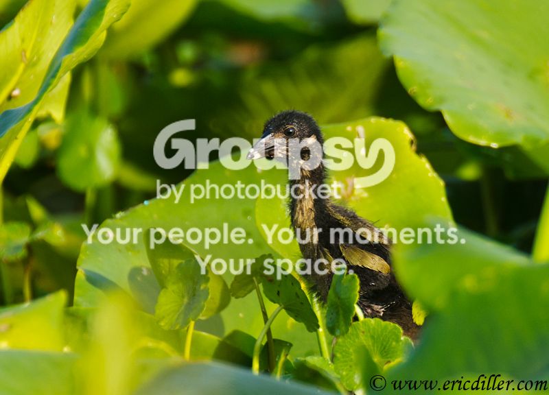 _ECD3125-copy800.jpg
