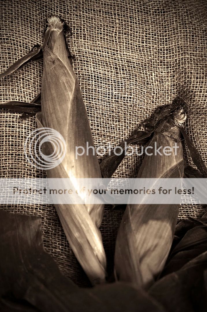 oldfashionedcorncopy-1.jpg