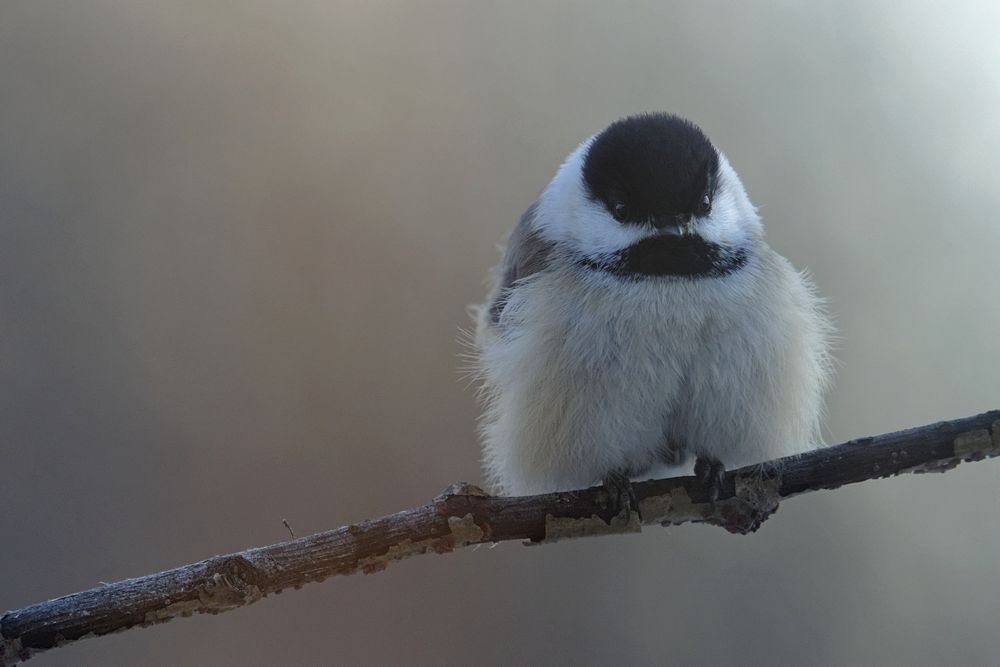 Chickadee%209%20Dec%202016_zpsjvq0bkp9.jpg