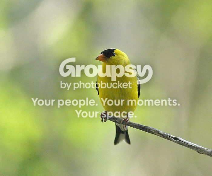 Goldfinch3.jpg