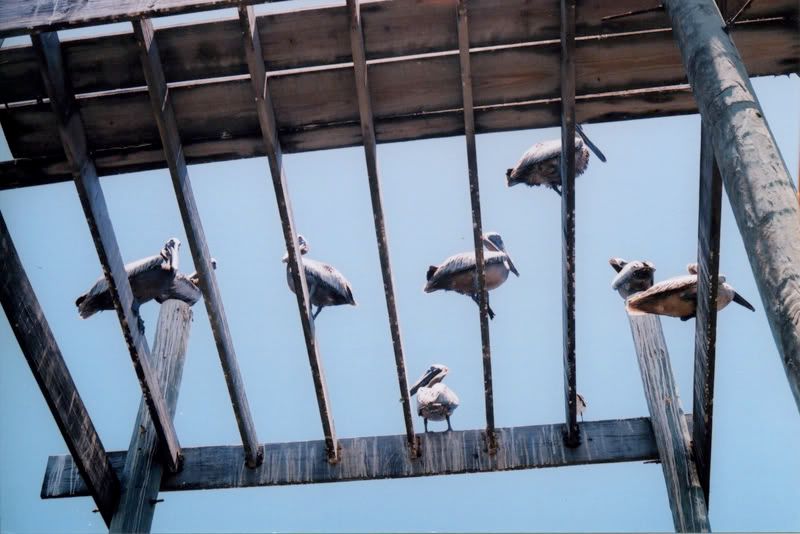 Pelicans.jpg