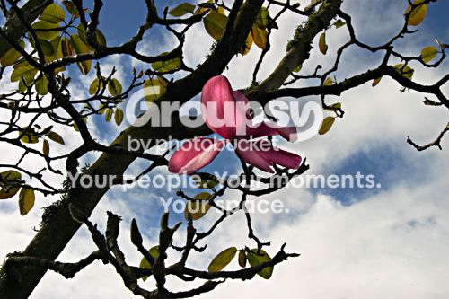 flower-tree.jpg