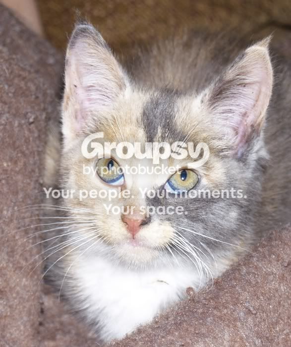 rescuekitty.jpg