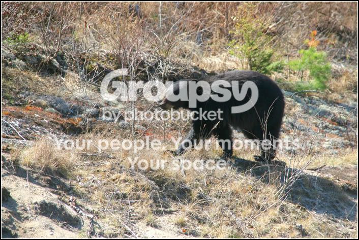 bear5.jpg