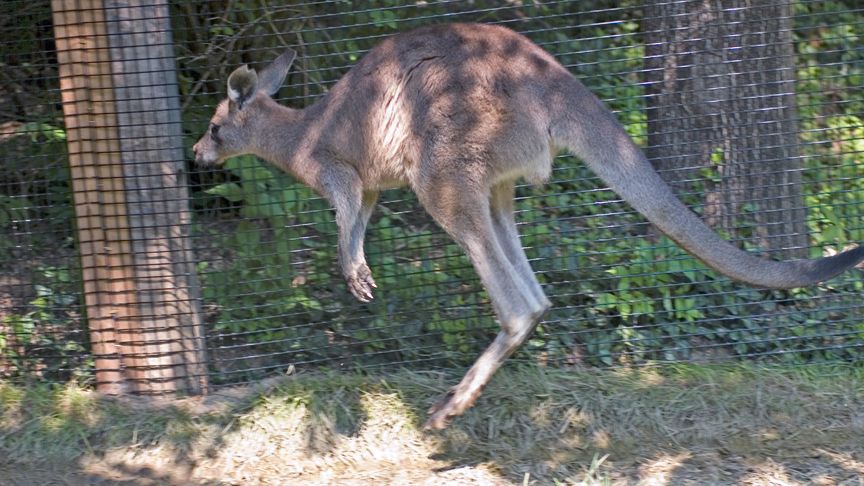 Kangaroo052906002.jpg