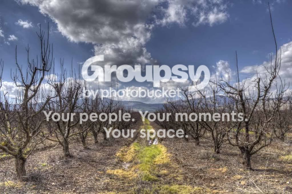 OrchardintheGalil.jpg