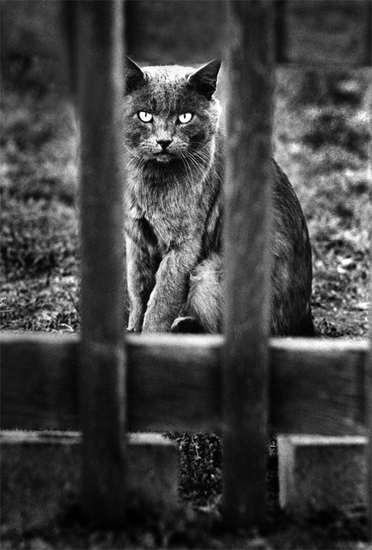 Cat-1-UE.jpg