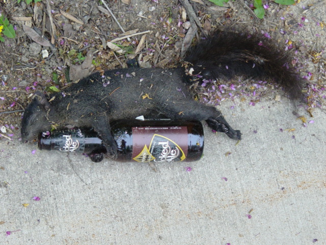 squirrel.jpg