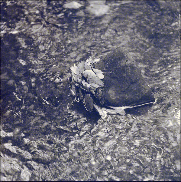 Rock-and-leaves-L.jpg