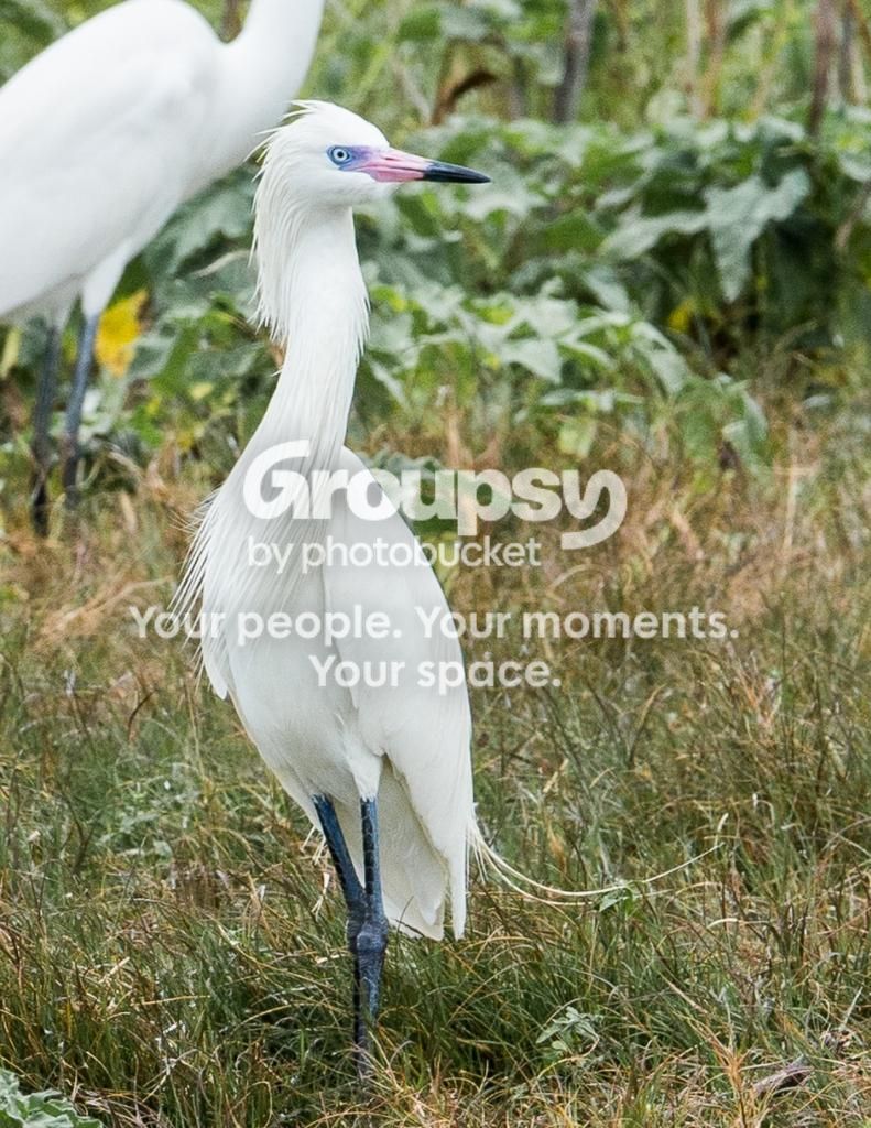 image_zpsf0cb2e08.jpg