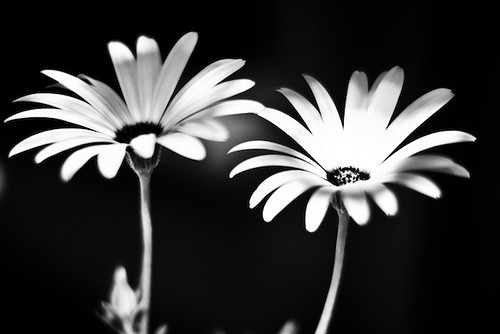 3606364180_2588a96ffb.jpg