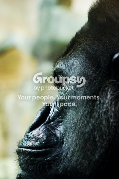 gorillaprofile.jpg