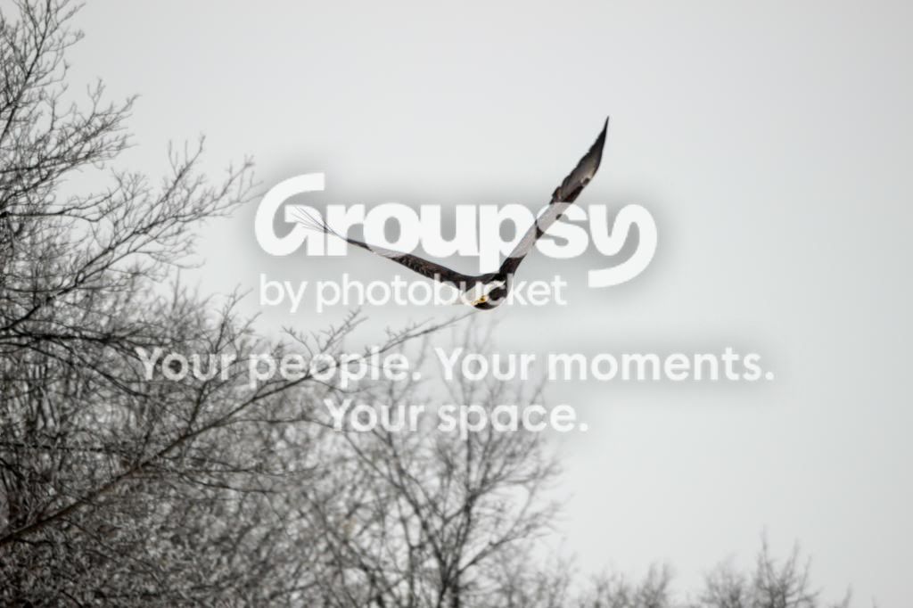 Eagle-6_zps8566195b.jpg