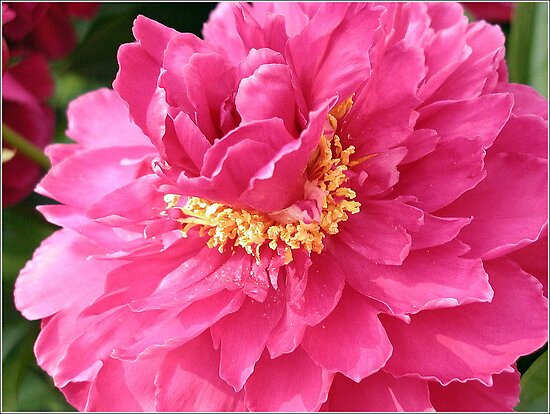 work.5882147.2.flat,550x550,075,f.beautiful-pink-flower.jpg