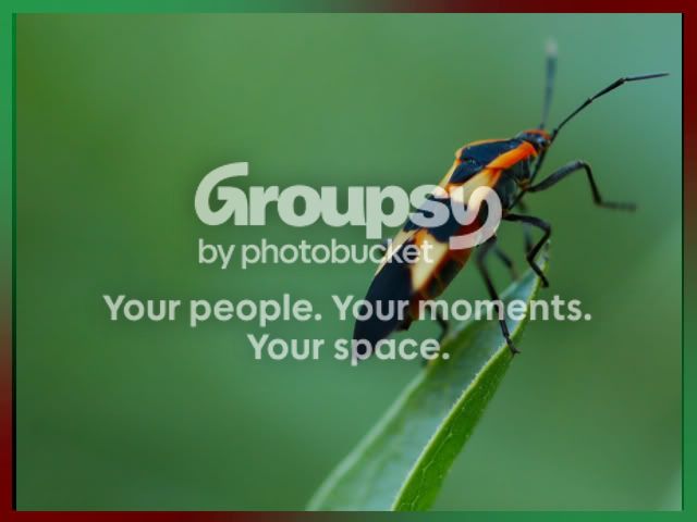 LightningBug.jpg