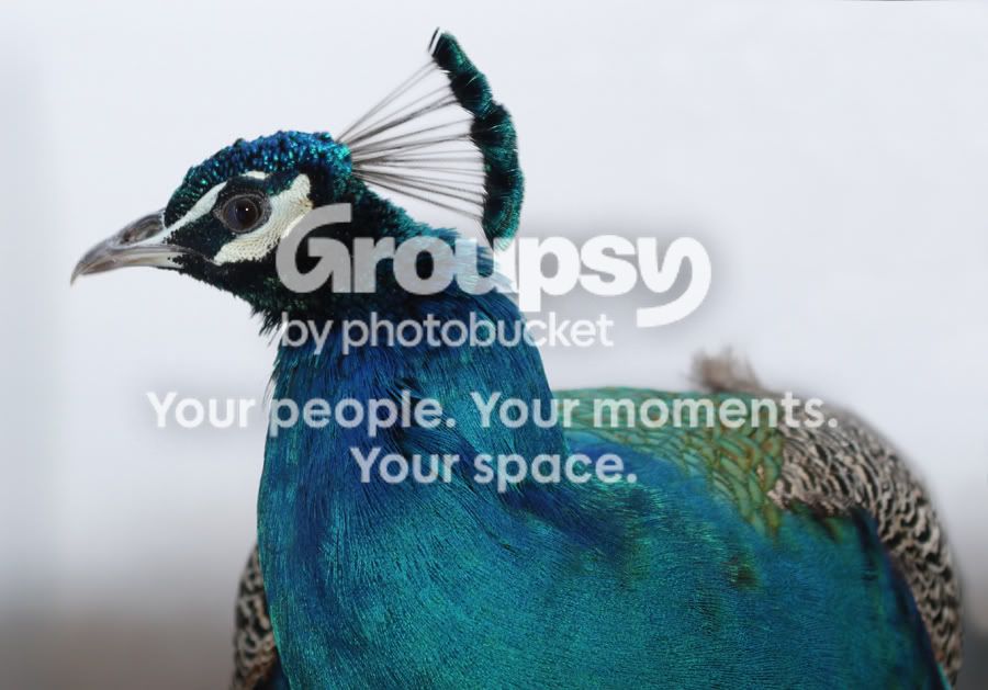 PeacockatGanChayot2.jpg