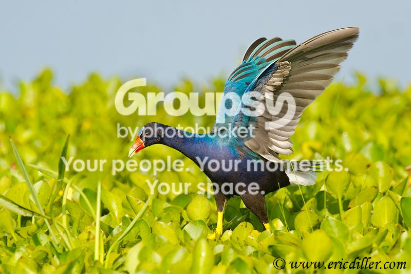 _ECD3263-copy800.jpg