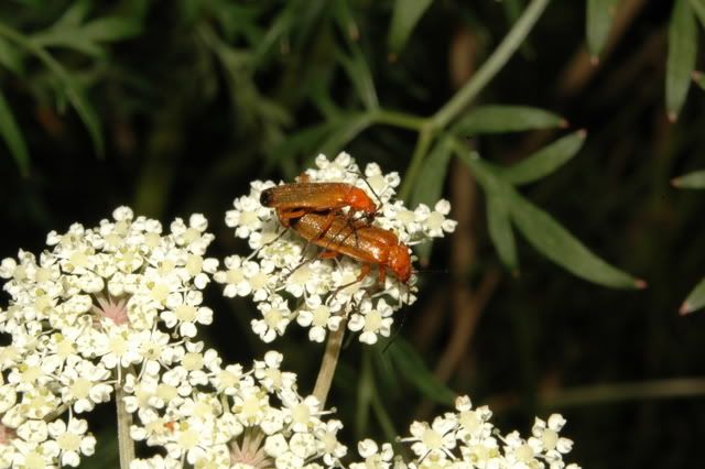 DSC_9928.jpg