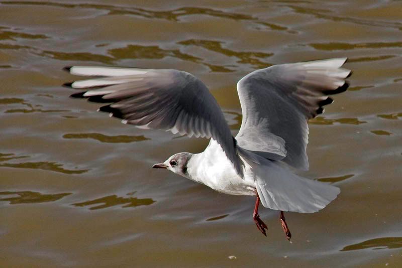 Gullflying.jpg