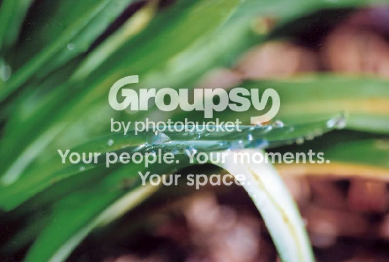 waterdropletsonbladeonplant2.jpg