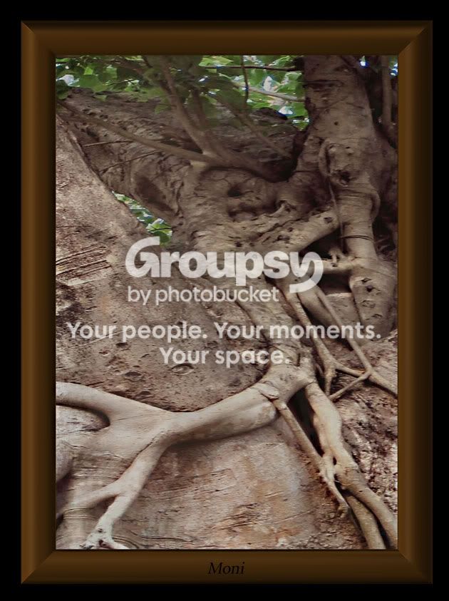 Frametree.jpg