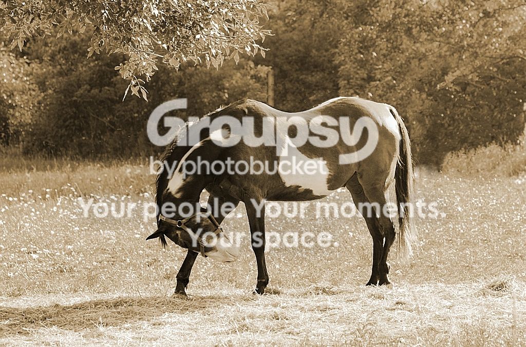 Horsesers.jpg