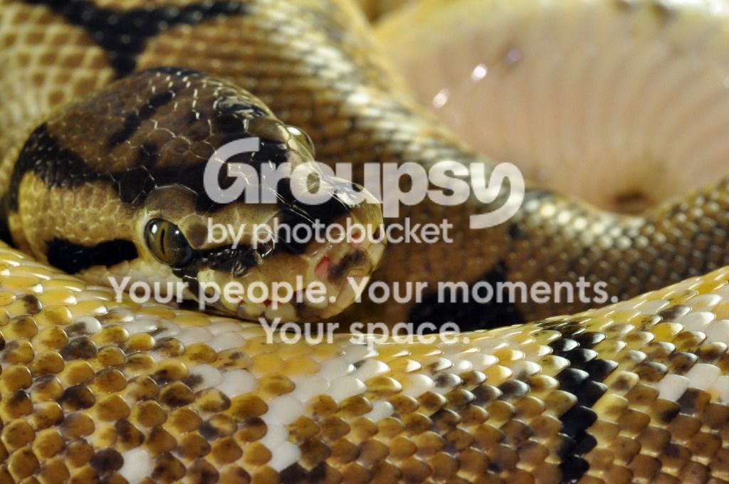 Brood2-3.jpg
