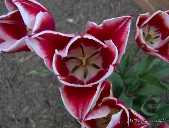 Picture044copyrighted.jpg