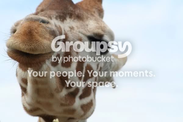 giraffe-head.jpg