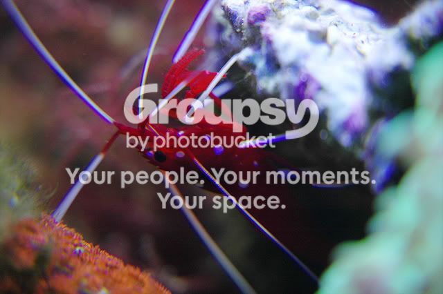 bloodshrimp.jpg