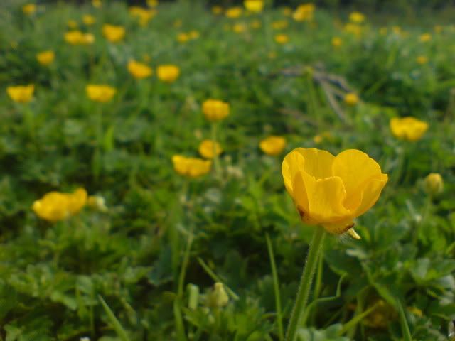 DSC02205.jpg