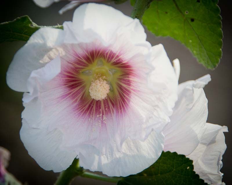 Hollyhock-2.jpg