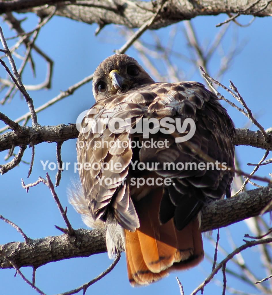 Redtail.jpg