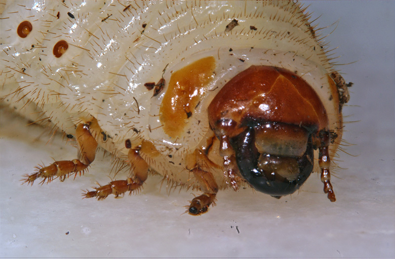 rosechaffer_02.jpg