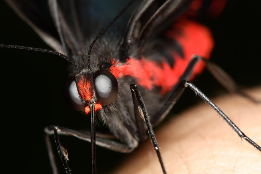 Butterfly1_by_mack1time.jpg