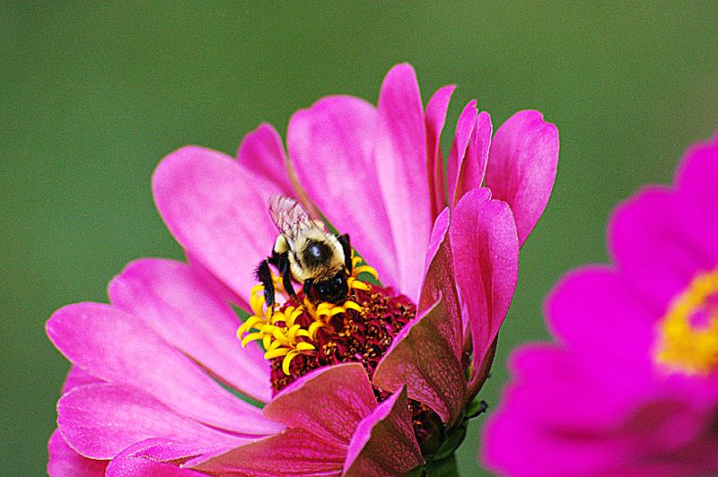 Bee2.jpg