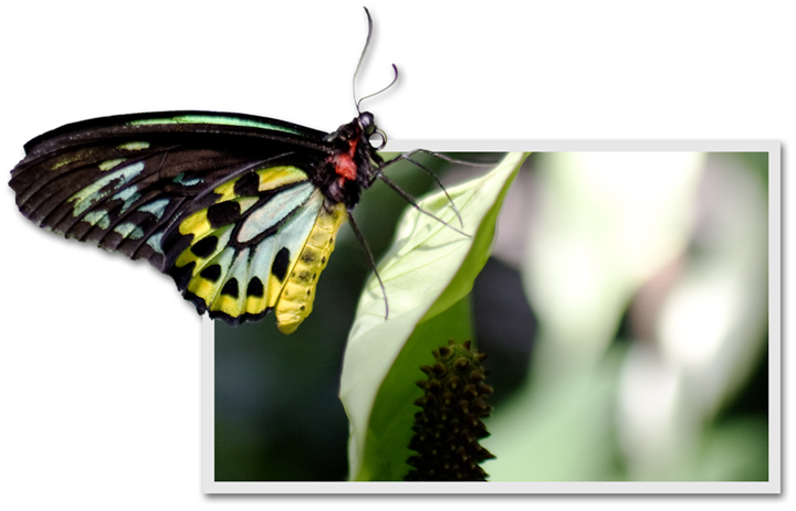 Butterfly_Popup.jpg