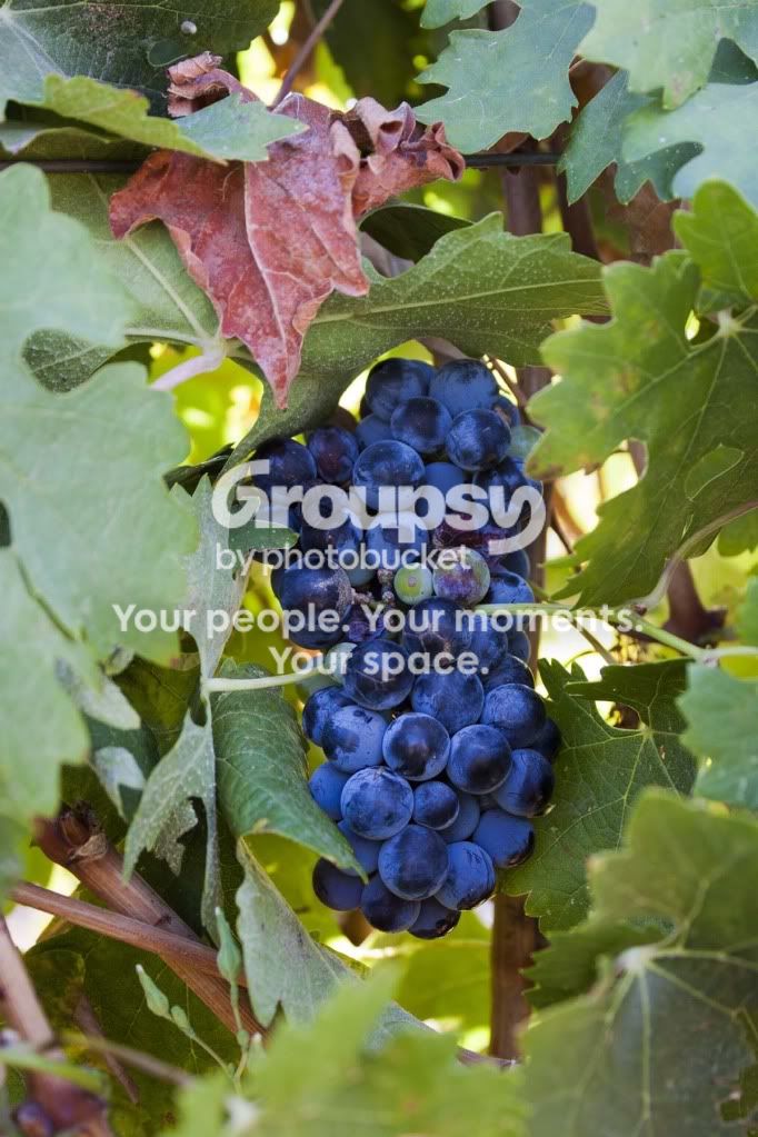 Grapes.jpg