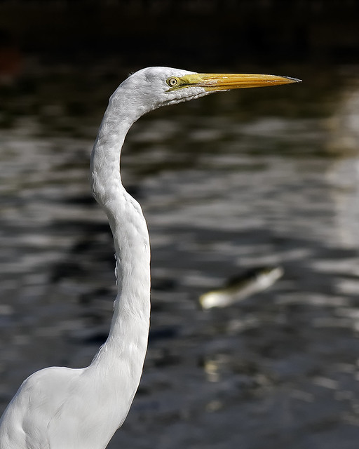 5054994693_33f2498999_z.jpg