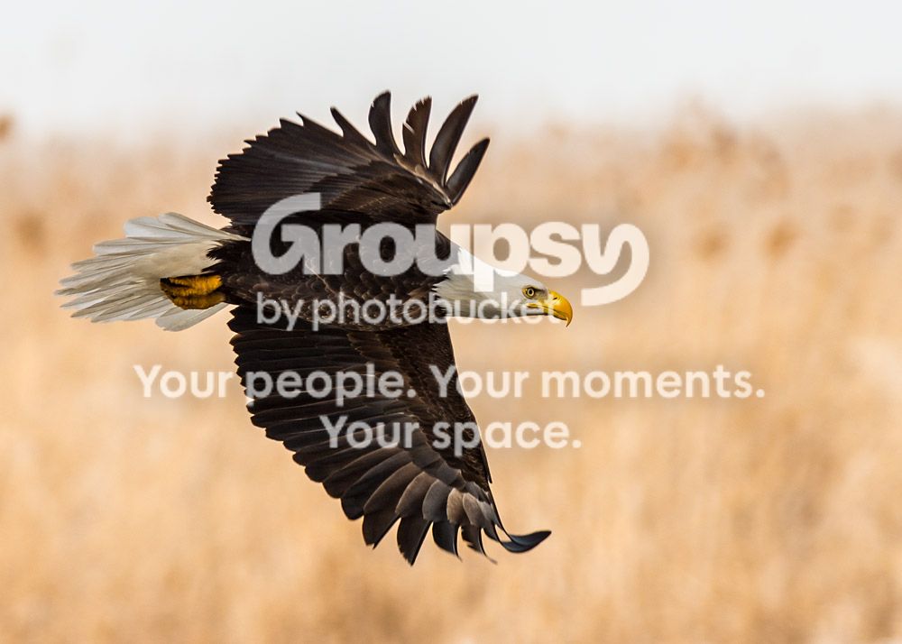 5eagles_zpsf29a9374.jpg