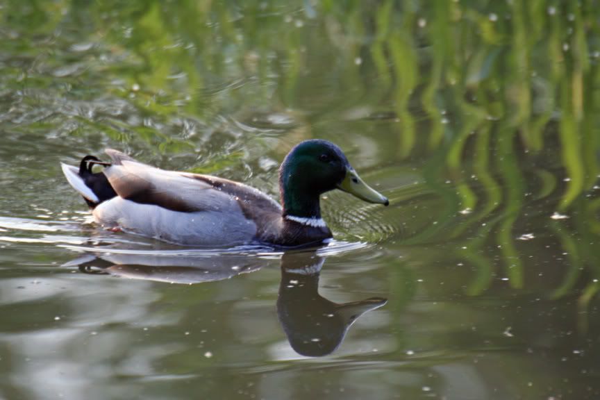 quackers.jpg