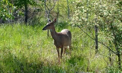 deer.jpg