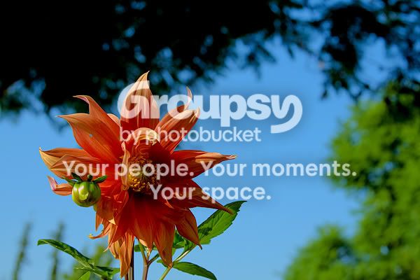 flower.jpg